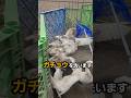 ガチョウの正しい洗い方 #ガチョウ