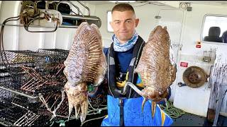 Commercial Fishing  A Day in the Life of a Commercial Cuttlefish Fisherman | The Fish Locker