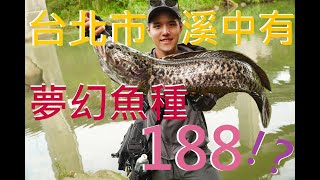 台北市的小小溪流中就能釣到夢幻魚種188!? 
