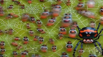 AI GENERATED VIDEO: ARACHNOPHOBIA LOOP VIDEO #o6 (STABLE DIFFUSION)