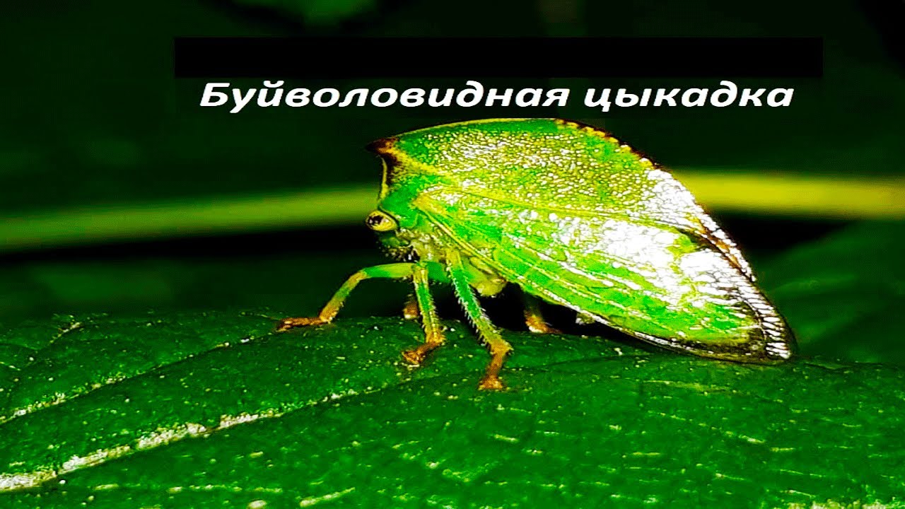 Цикадка: особливості життя та поведінки цікавого комахи
