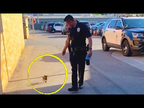 泣いて路上でパトカーを止めた犬。警察はおかしいと思ってついていくと、次の瞬間の出来事で警察はすぐに救急電話をかけた