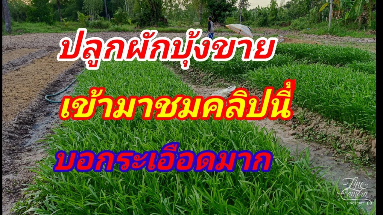 อาอิ๋งยูทูป#ปลูกผักบุ้งขายหน้าฝน  E.p 2 บอกระเอียดมาก ติดตามนะคะ