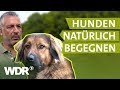 Hundebegegnungen ohne Stress | Hunde verstehen (2) | Tierratgeber | WDR