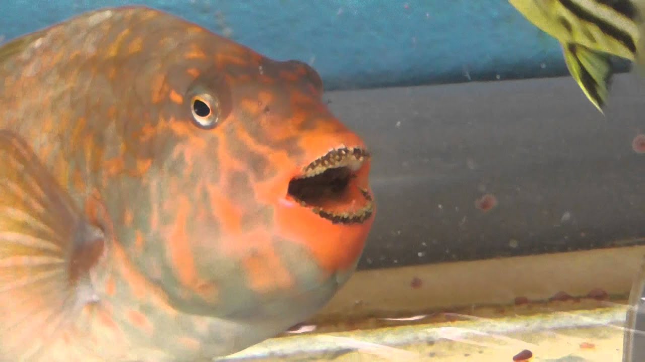 海藻ウミトラノオ 通称ネズミのシッポ を食べるイガミ 海水魚飼育捕食映像 和歌山釣太郎 Youtube