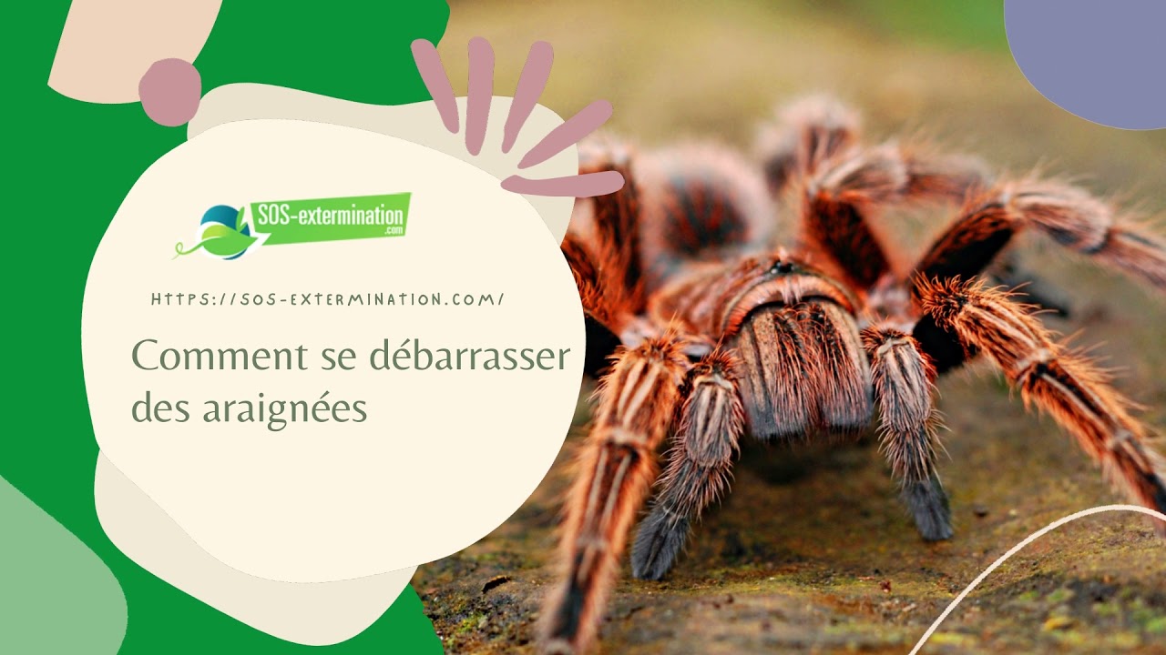 Araignées – DERASECT Hygiène et Prévention