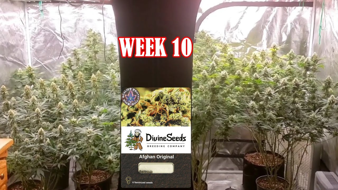 Seed to Harvest Guide to Growing Cannabis, Growing Weed Start to Finish, SF-7000 SE-5000 & 4x8 Tent