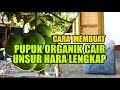 Membuat pupuk organik cair unsur hara makro lengkap  lombok organik