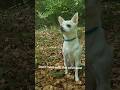 I'll Take On Everyone #chihuahua #dogs #dogshorts #dog #chihuahuafanclub #scared