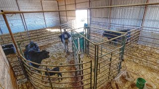 Cleaning out the Calving Barn