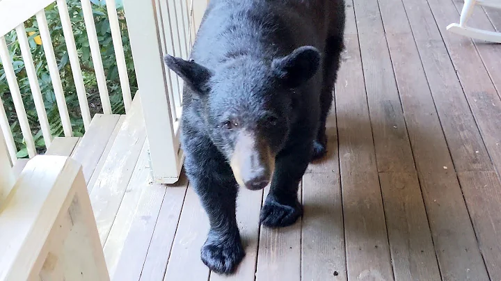Bear Simone  As Meticulous As Ever