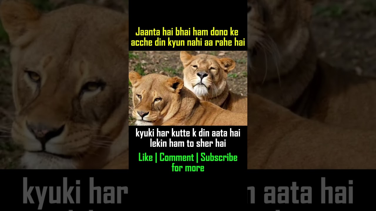 Funny Hindi Lion Meme – Acche Din Joke|Sher vs Kutta Dialogue #memes #viral #funny #trending #comedy