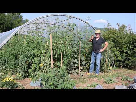 Vidéo: Cultiver des tomates solaires : en savoir plus sur les exigences en matière d'entretien des feux solaires