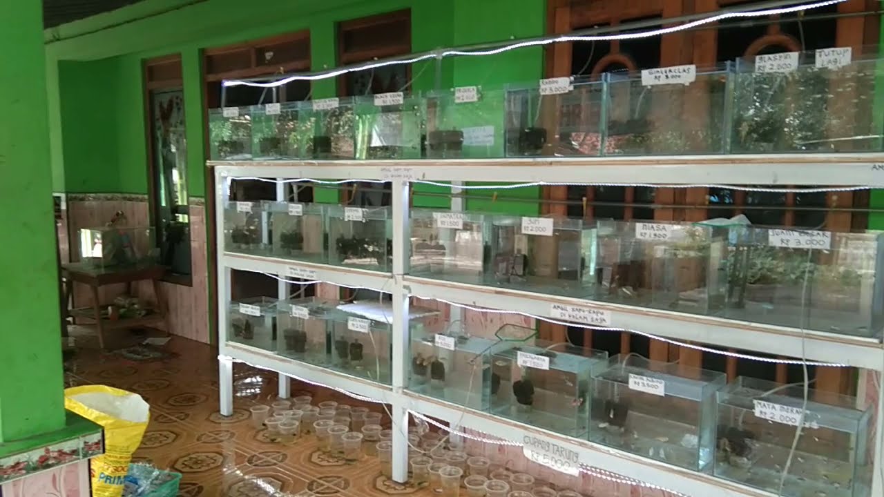 Cara memasang 1 aerator untuk 32 aquarium