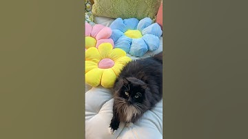 Cat Tree DIY: Part 2 🌼🐈‍⬛