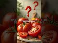 토마토! 과일일까? 채소일까? 정체성: 과학과 요리 속에서 찾은 답