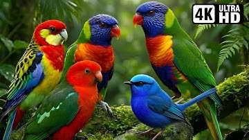 THE MOST BEAUTIFUL BIRDS OF AUSTRALIA | BREATHTAKING NATURE | AMAZING BIRD SOUNDS | STRESS RELIEF 🌿