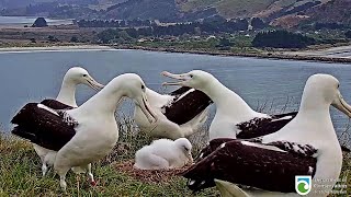 Royal albatross~Poor Pippa gets visit by five juvies~7:24 pm 2020/03/18