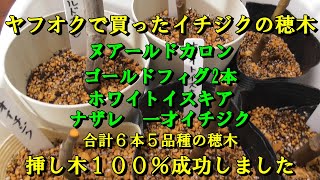 ヤフオクで買ったイチジクの穂木 挿し木100％成功した