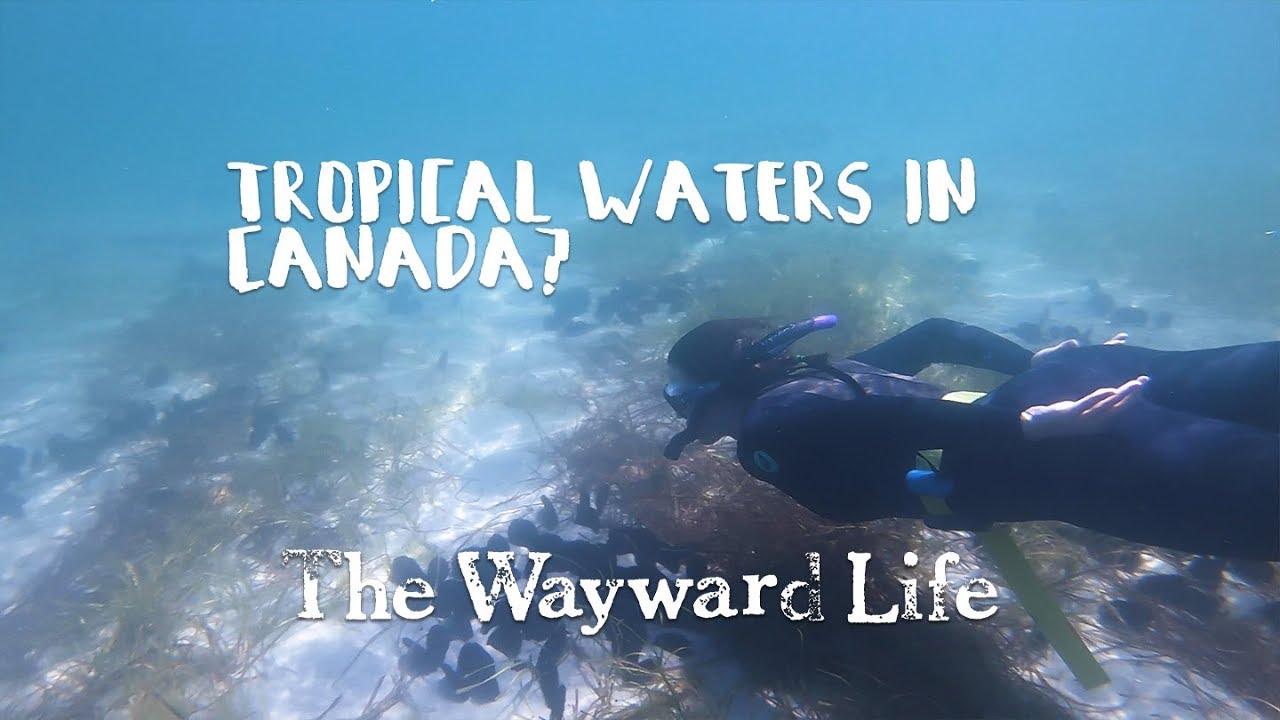 Tropical Waters in Canada? [pt 2/2] | Chapter 2 Episode 12 | The Wayward Life