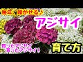 毎年咲かせる❣️『アジサイ』の育て方