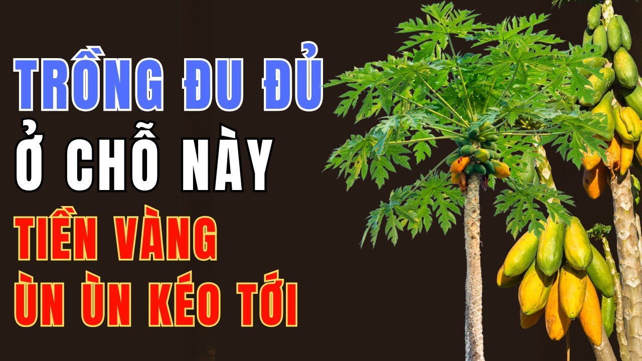 Cây Đu Đủ Trước Nhà – Bí Ẩn Phong Thủy Giúp Hút Tài Lộc, Người Trồng Đúng Chỗ Luôn Giàu Có Bình An