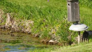 Baby wood ducks jump from nest box