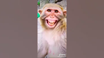 Funny Monkey Laughing 