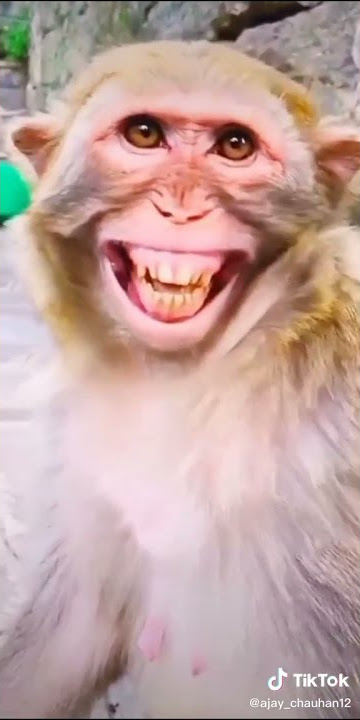 Funny monkey laughing