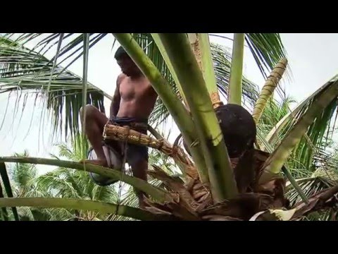 Coconut Production in Sri Lanka (2005)
