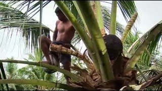 Coconut Production in Sri Lanka (2005)