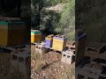 ARRANCAMOS 8° TEMPORADA #abejas #apicultura #apiculturaparaprincipiantes #miel