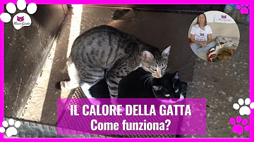 Quando i gatti vanno in calore perdono sangue?