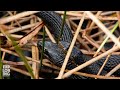 Brown Banded Water Snakes Mating, Rare Footage!