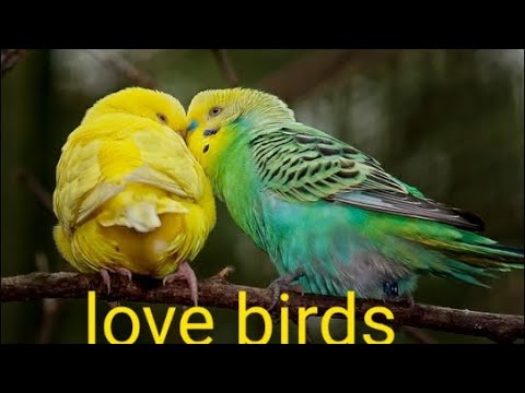 Watch How The Male Caresses The Female Love Bird Youtube