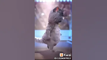Música Do Kwai 