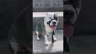 Wynston The American Staffy Loving The Attention Wearing His Kontroller Head Halter