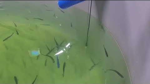 Desun Uniwill Optical Dissolved Oxygen Sensor Applied to Korean Trout Farming Fish Pond