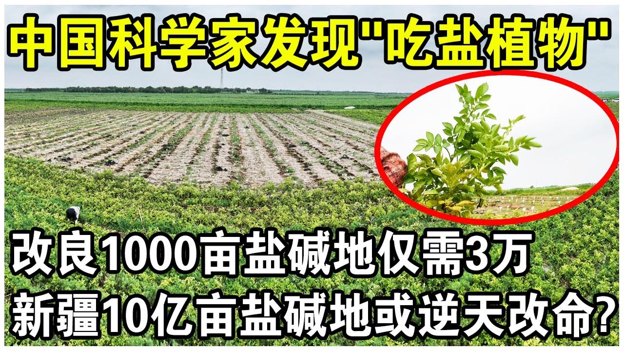 《聚焦三农》绿色长城 第四集 三北精神 20190103 | CCTV农业