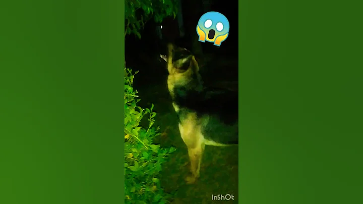 German shepherd fight with a ghost at mid-night.😱😱😱....