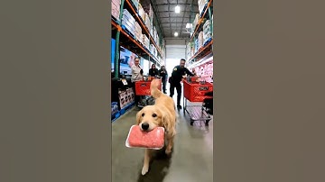 Dog Steals Meat & Gets Chased by Cop!