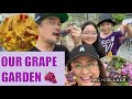 OUR GRAPE GARDEN : NAGHARVEST & NAGLUTO NG GRAPES SINIGANG 🍇 YUM ! #QuaranTinTinDiaries #206