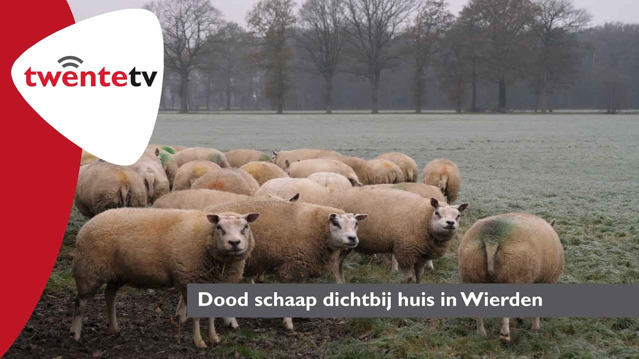 Dood schaap dichtbij huis in Wierden Twente TV YouTube Dood schaap dichtbij huis in Wierden Twente TV YouTube