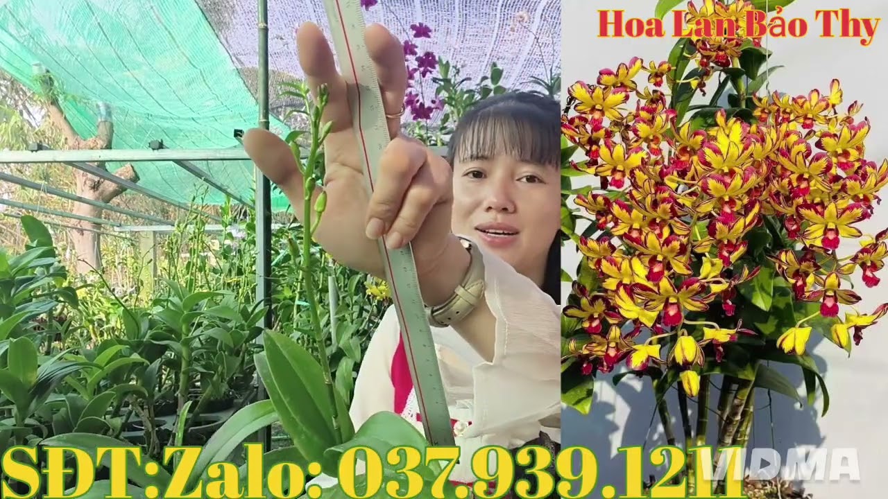 Chớp chuẩn,giá yêu thương, kính mời cả nhà,17-1-2026 (HoaLanBảoThy)