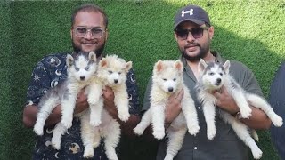 भारत के सबसे बडे Agro Vlogger ne किया कव्हर | THE BARKING MANSION | Pune Dog Farm #sandhuagrofarm