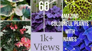 60 Amazing Colourful Plants With Names | Colourful Indoor plants | Outdoor Plants | Wonderful Ideas