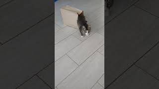 Смешной котёнок застрял в пакете #Cat named Cat #Кошка