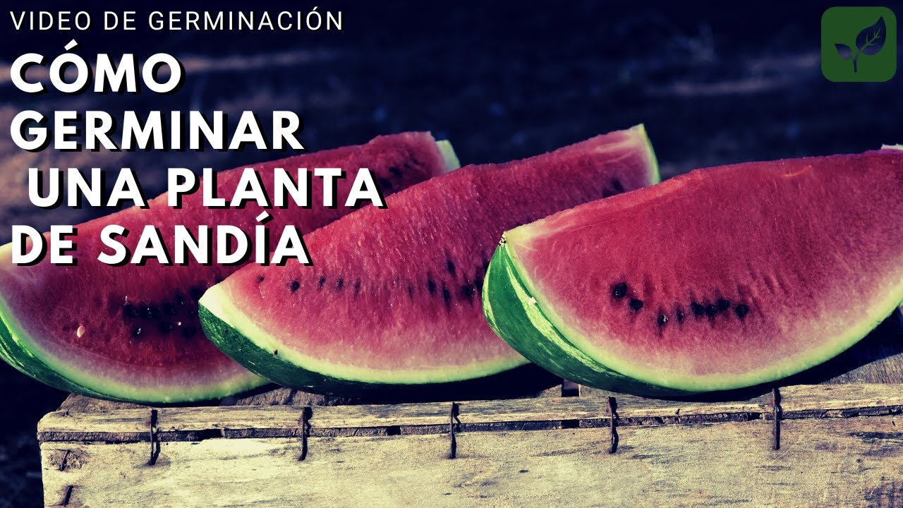 Como plantar sandia