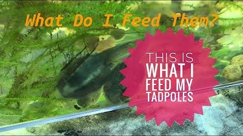 Feeding Tadpoles: What Do I Feed My Dart Frog Tadpoles?