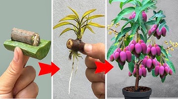 SUPER SPECIAL way to propagate mango using only aloe vera to help the tree produce fruit super fast